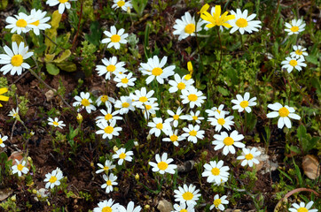 Chamomile flowers (Matricaria chamomilla), a widely used medicinal plant