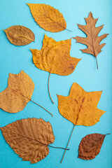 Composition with yellow and brown autumn leaves on blue background. top view, close up.