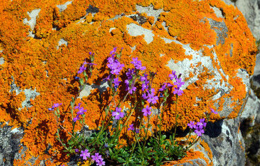 Erinus alpinus among lichen covered rocks