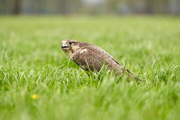 Close-up of a buzzard bird of prey head, beak open, Sits in the grass with blood in its beak