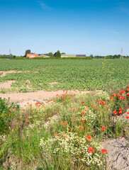 Agricultural Field And Blooming Poppy
