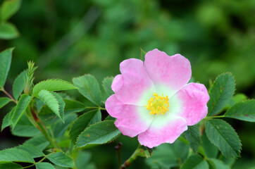 Wild rose (Rosa canina) in bloom