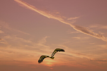 European Bald Eagle flies in a dramatic brown gold colored sky. Flying bird of prey during a hunt. Outstretched wings in search of prey