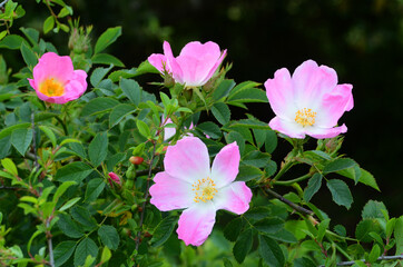 Wild rose (Rosa canina) in bloom