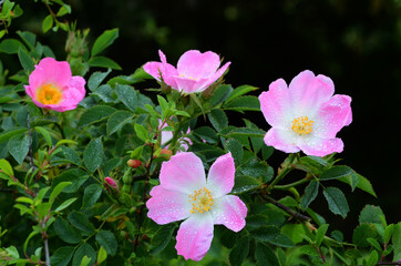Wild rose (Rosa canina) in bloom