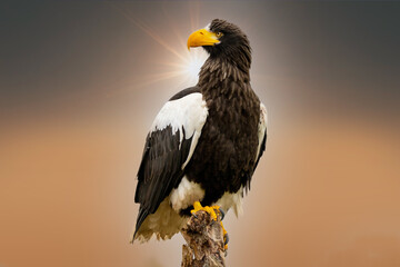 Steller's sea eagle sits on a stump against the background of a nice orange and golden sky, with the sun behind the bird. The bird of prey looks to the left