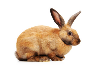 Obraz premium Orange rabbit on white background 