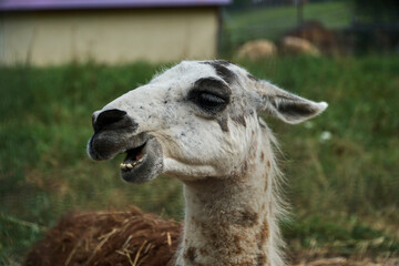 The llama chews. The Lama looks into the frame. Large animal head. High quality FullHD footage