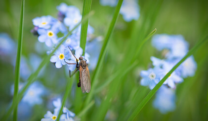 Insect on Scorpion grasses (Myosotis)