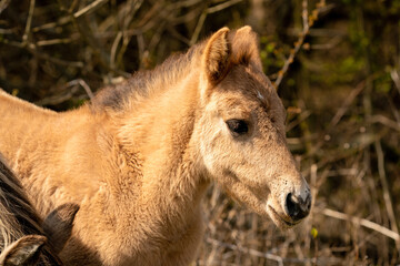 Head of a konik horse foal. The cute young animal looks straight into the camera. In the golden reeds © Dasya - Dasya