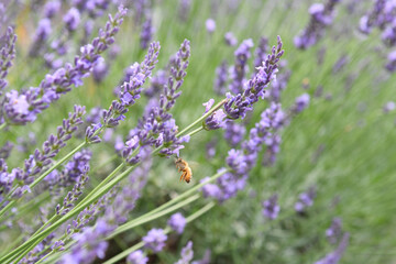 ミツバチとラベンダーの花
