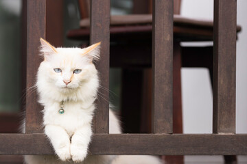 A white cat was relaxing on the wooden balcony in front of the bedroom.