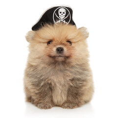 Pomeranian puppy in a pirate s hat