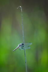 Libellule quatre tâches