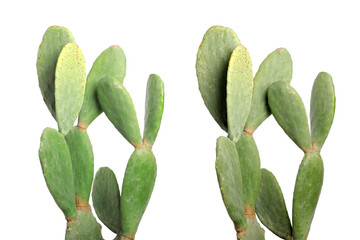 Fototapeta na wymiar Collage with beautiful cactuses on white background