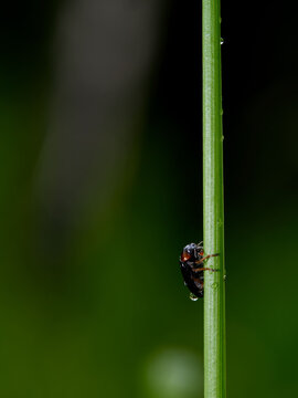 wildlife photo of a leaf beetle - Gastrophysa polygoni