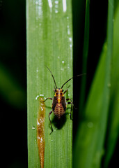 wildlife photo of a plant bug - Capsodes flavomarginatus