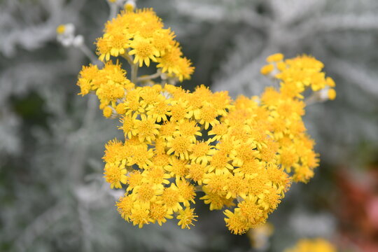 黄色の花　シロタエギク