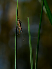 wildlife photo of a masked hunter - Reduvius personatus