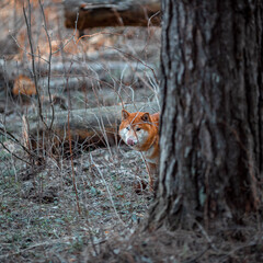 Happy dog walking in the forest