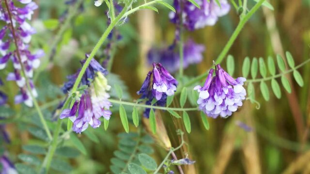 Bumblebees collects nectar and pollen on vetch flowers in the field