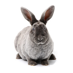 grey rabbit on a white background