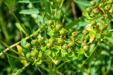 Beautiful mountain flowers of Kazakhstan