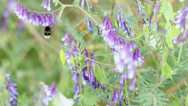 Bumblebees collects nectar and pollen on vetch flowers in the field
