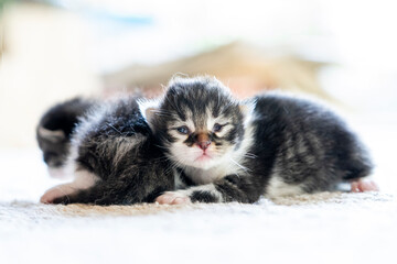 Entzückende Katzenbabys auf hellem Untergrund.
