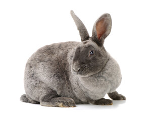 grey rabbit on a white background