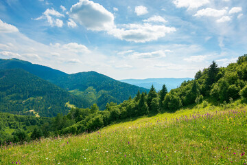 Fototapeta na wymiar carpathian rural landscape in mountains. grass and herbs on the meadow, trees on the hills rolling down in to the valley. beautiful summer nature scenery on a sunny day with fluffy clouds on the sky