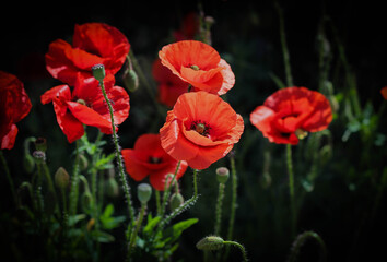poppies surrounded by dark blurred background