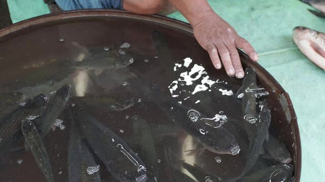 Local fish Market selling fishes. Catla or carp fish sale in a store