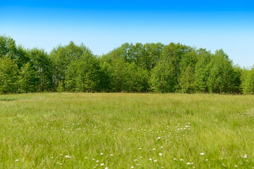 Green meadow and green deciduous forest, blue sky on a sunny summer day
