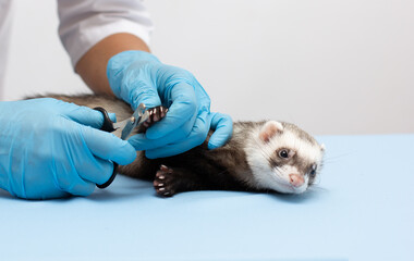 Ferret in vet clinic Scissors for claws for pets such as dogs and cats or ferrets isolated on white