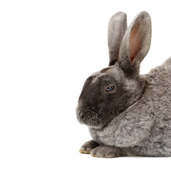 grey rabbit on a white background