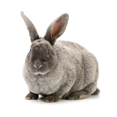 grey rabbit on a white background