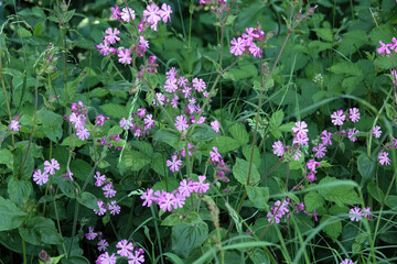 Wild flowers during springtime in The Netherland 