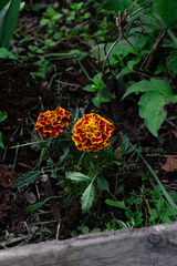 orange flower in the forest