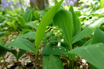 Obraz premium Wild flowers during springtime in The Netherland 