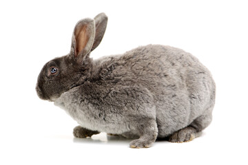grey rabbit on a white background