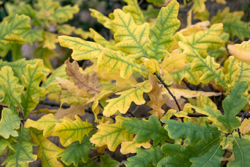 Autumn. The leaves of the oak tree are yellow and green. The skeleton, texture, relief of the leaves.