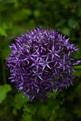 allium flower
