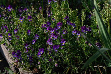 purple flowers in the garden