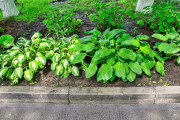 Hosta undulata Mediovariegata emerald with curling white green variegated leaves and osta plantaginea - ornamental shade-tolerant plant for landscape design of park or garden. Gardening, landscaping