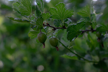 acorn on tree
