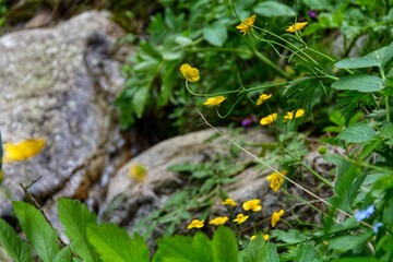 Beautiful mountain flowers of Kazakhstan.