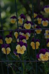 flowers in the garden