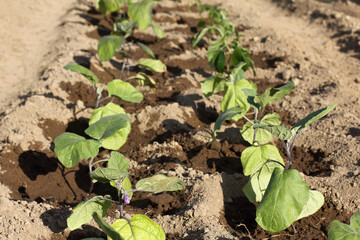 the first small flower on eggplant seedlings in the garden in summer. vegetable beds