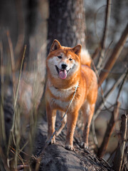 Happy Shiba Inu dog